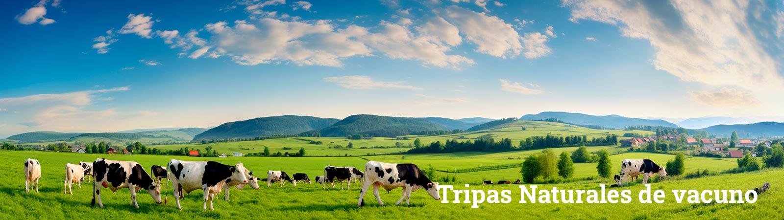 tripas naturales de vacuno